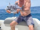 aftraekkerfisk  almindelig