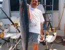 barracuda