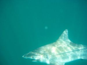 black tip shark
