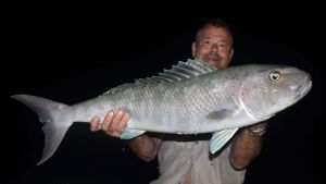 blagron snapper