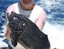 blue grouper