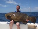 goliatgrouper150514