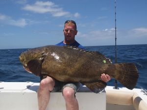 goliatgrouper150514