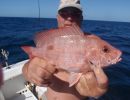 mahogni snapper