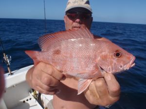mahogni snapper
