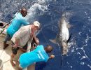 marlin blue