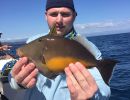 orangesidetaftraekkerfisk