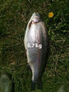 regnbueoerred