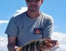 rock snapper