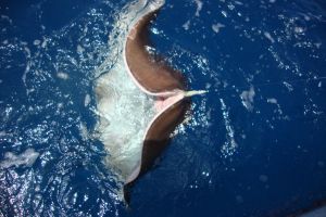 roundstingray