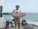 snapper roed