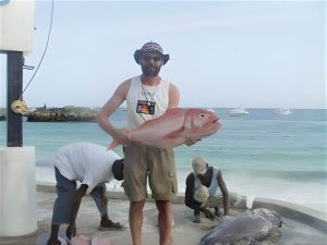 snapper roed