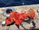 spotted finrockfish