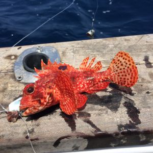 spotted finrockfish
