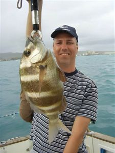 zebra seabream